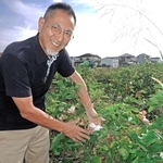 「かこっとん」の協力農家が栽培する綿花畑を訪ねた鷲尾吉正さん。「今季はかなりの収量が見込める」という＝加古川市野口町