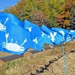 かいぼり体験を基に全校児童が思い思いに描いた旗＝加古川市志方町原