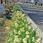 時期によりさまざまな種類のスイセンが花を咲かせる＝加古川市野口町水足