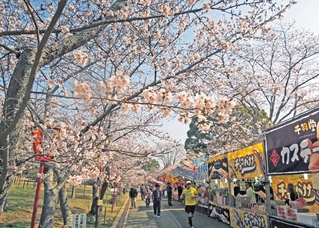 陽気に誘われ、次々と桜が開花した日岡山公園＝３月３０日、加古川市加古川町大野