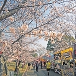 陽気に誘われ、次々と桜が開花した日岡山公園＝３月３０日、加古川市加古川町大野