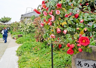 境内を鮮やかなツバキが彩る＝円照寺