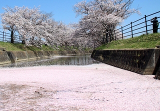 曇川沿道で咲き誇る桜＝稲美町北山