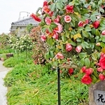 境内を鮮やかなツバキが彩る＝円照寺