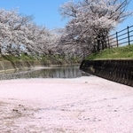 曇川沿道で咲き誇る桜＝稲美町北山