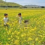 一面黄色に染まった菜の花畑でチョウを探す子どもたち＝加古川市志方町広尾
