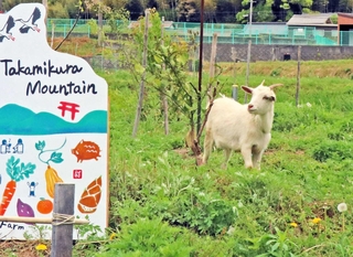 高御位山の麓にある「農菓みきや」で除草のために飼われているヤギの「ここあ」＝高砂市阿弥陀町長尾