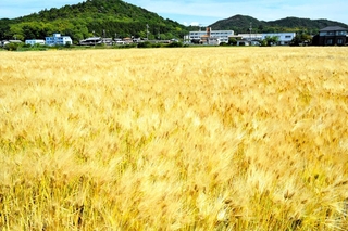 収穫を控えた大麦。東播地域で「麦秋」を迎えている＝加古川市上荘町