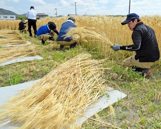 「城崎麦わら細工」用に手刈りで大麦を収穫した＝加古川市上荘町