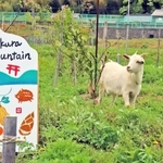 高御位山の麓にある「農菓みきや」で除草のために飼われているヤギの「ここあ」＝高砂市阿弥陀町長尾