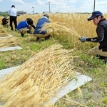 「城崎麦わら細工」用に手刈りで大麦を収穫した＝加古川市上荘町