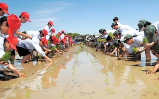 県立農業高校の風物詩「大田植え」。約１５０人の生徒が一斉に苗を植えた＝加古川市平岡町新在家