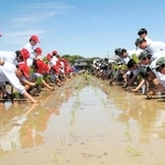 県立農業高校の風物詩「大田植え」。約１５０人の生徒が一斉に苗を植えた＝加古川市平岡町新在家