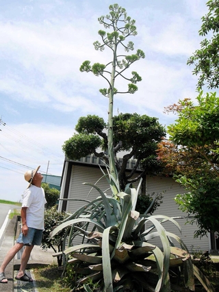 花茎が高く伸びたリュウゼツランを見上げる森下昇五さん＝加古川市神野町石守