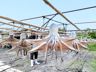 潮風に揺れる干しだこ＝播磨町古宮、古宮漁港