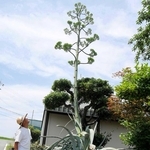 花茎が高く伸びたリュウゼツランを見上げる森下昇五さん＝加古川市神野町石守