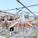 潮風に揺れる干しだこ＝播磨町古宮、古宮漁港