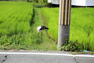 足をけがしたコウノトリ。この時はまだ歩いて移動できていた＝８月１３日午後、稲美町中村
