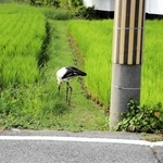 足をけがしたコウノトリ。この時はまだ歩いて移動できていた＝８月１３日午後、稲美町中村