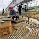 　大雨で泥に漬かったカリフラワーの苗を移動させる農家の人たち＝１２日午前１０時１分、熊本県八代市