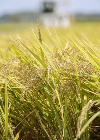 　収穫期を迎えたコメ＝８月、千葉県多古町