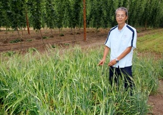 　サッポロビールが開発した新品種の大麦が植えられた畑＝７月、北海道上富良野町