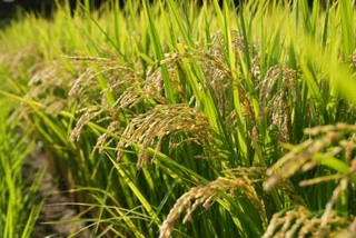 　高温耐性に優れた品種「にじのきらめき」＝埼玉県北本市