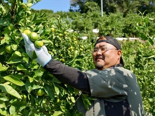 　和歌山県上富田町で「極早生ミカン」を収穫する前田純志さん＝１６日午前