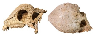 　発見されたパキケファロサウルス類の頭部の化石。右は上面（研究グループ提供）