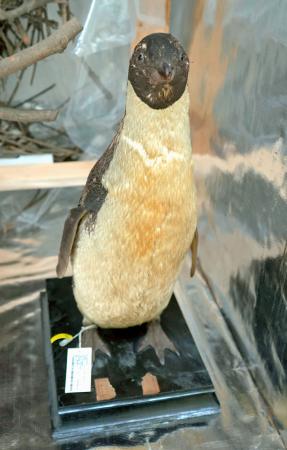 　白瀬南極探検隊が捕獲したアデリーペンギンの剥製＝８月、台北の国立台湾博物館（共同）