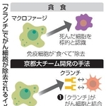 　「クランチ」でがん細胞が除去されるイメージ