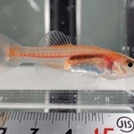 　宮城県南三陸町の志津川湾で見つかった世界的に希少な小魚「クダリボウズギス」＝２０２２年６月（自然環境活用センター提供）