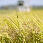 　収穫期を迎えたコメ＝８月、千葉県多古町