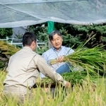 　皇居内の田んぼで稲刈りをされる天皇陛下＝９日午後（宮内庁提供）
