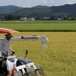 　コメの収穫作業＝８月、新潟県三条市