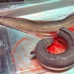 　香港の魚市場で売られていたニホンウナギ（中央大の海部健三教授提供）
