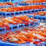 　初競りのため、新湊漁協の卸売市場に並べられたベニズワイガニ＝１１日午前、富山県射水市