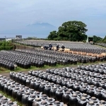 　一面に広がる「つぼ畑」で進む黒酢の仕込み作業。奥は桜島＝１１日午前、鹿児島県霧島市