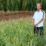 　サッポロビールが開発した新品種の大麦が植えられた畑＝７月、北海道上富良野町