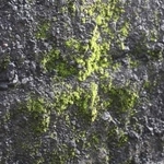 　小笠原諸島・西之島で確認されたコケ植物の一種（自然環境研究センターの森英章上席研究員提供）