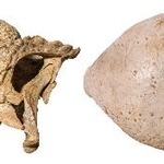 　発見されたパキケファロサウルス類の頭部の化石。右は上面（研究グループ提供）