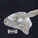 　発見されたパキケファロサウルス類の全身骨格化石（研究グループ提供）