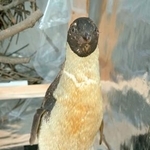 　白瀬南極探検隊が捕獲したアデリーペンギンの剥製＝８月、台北の国立台湾博物館（共同）