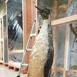 　白瀬南極探検隊が捕獲したコウテイペンギンの剥製＝８月、台北の国立台湾博物館（共同）