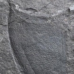 　長崎市で発見された昆虫類の左側の翅化石（福井県立大恐竜学部、福井県立恐竜博物館、長崎市恐竜博物館提供）