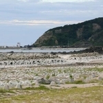 　能登半島地震で隆起した石川県輪島市の黒島海岸＝２４年８月