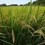 　埼玉県北本市の水田の稲穂