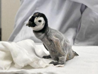 ペンギンちゃん ステンドグラス ペンギンちゃん - メルカリ