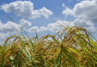 　収穫期を迎えたコメ＝８月、新潟県三条市