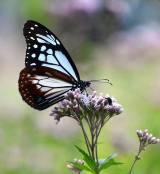 　フジバカマの花に止まるアサギマダラ＝１２日午前、鳥取県伯耆町